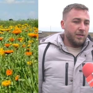 Experiența noastră în cultivarea plantelor medicinale