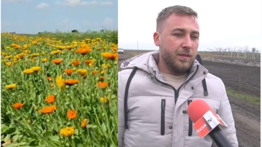 Geoerge Experiența noastră în cultivarea plantelor medicinale